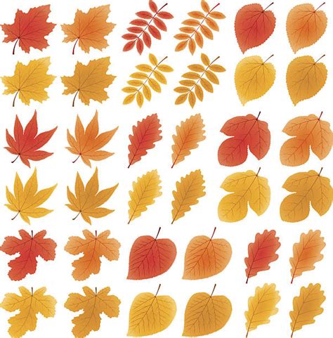 Clip Art Of A Oak Leaf Vs Maple Leaf Illustrations, Royalty-Free Vector ...