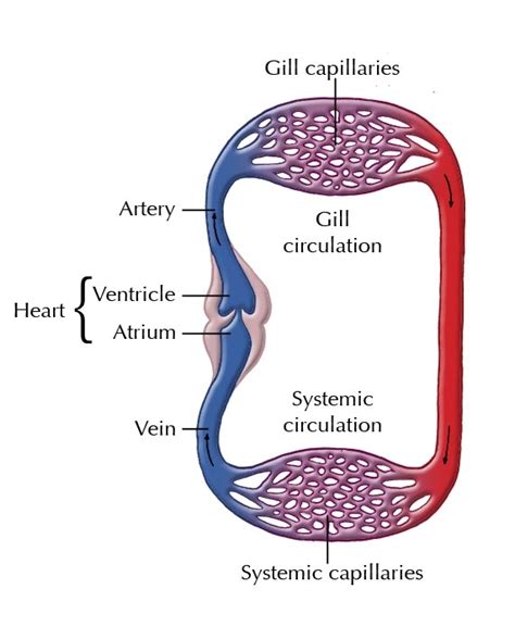 [DIAGRAM] Bony Fish Circulatory System Diagram - MYDIAGRAM.ONLINE