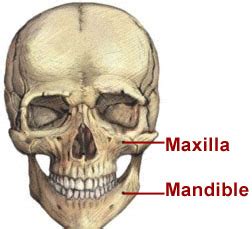 Mandible And Maxilla Anatomy