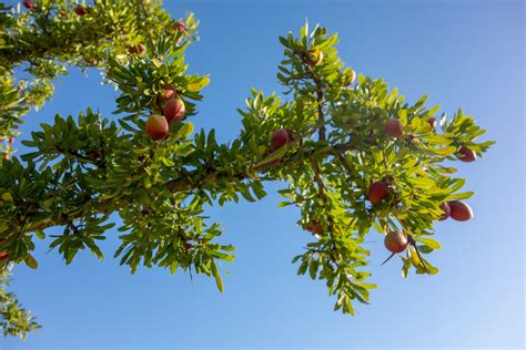 This is everything you need to know about the Argan tree | World Economic Forum