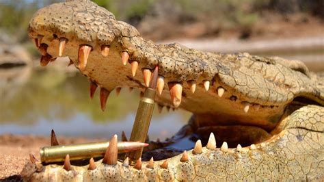 Crocodile Hunting with RW Safaris and African Sun Productions - YouTube