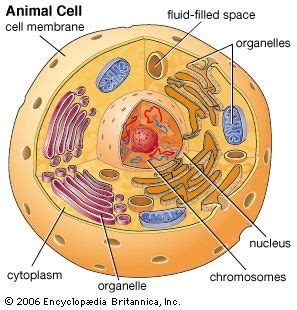 Animal Cells For 7th Graders