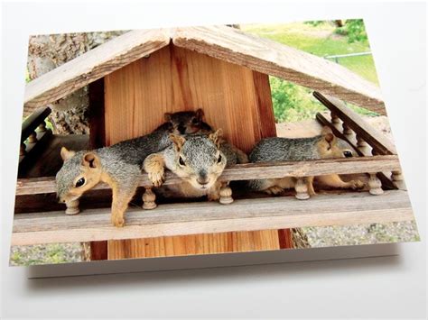 Bob's Backyard Nature Photo Greeting Cards | Squirrel, Squirrel home, Pet birds