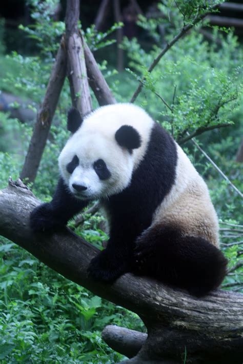 Phil's travels: Chengdu, China - Giant Panda Sanctuary