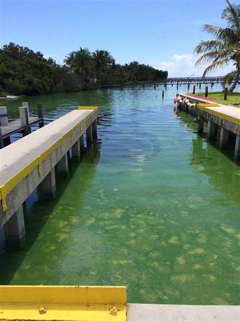 Florida, state of emergency declared as algae blooms threaten local ...