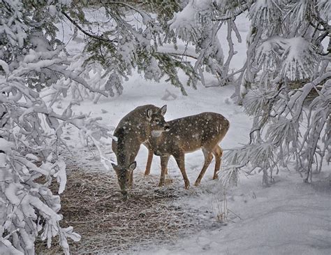 Deer Winter Scenes Wallpapers - 4k, HD Deer Winter Scenes Backgrounds ...