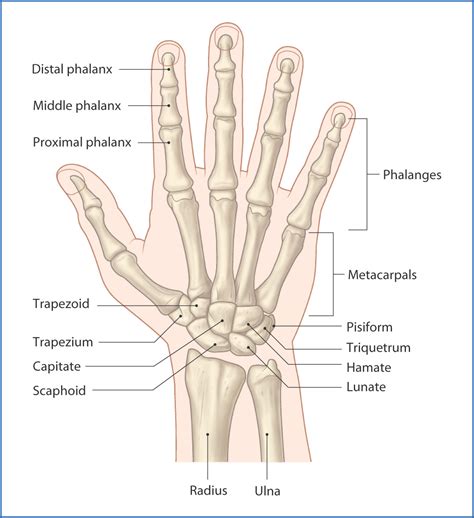 Wrist and Hand Joints | Basicmedical Key