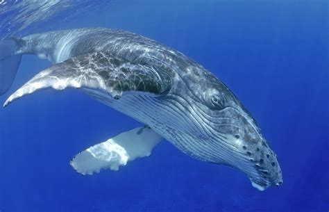 Protecting their habitats is key to the recovery of humpback whales - Earth.com