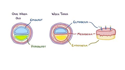 Endoderm: Video, Anatomy, Definition & Function | Osmosis