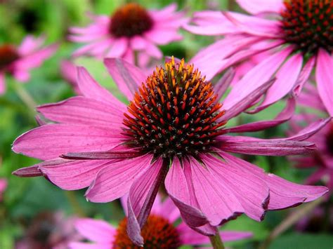 Black-eyed susans turned into coneflowers - pennlive.com