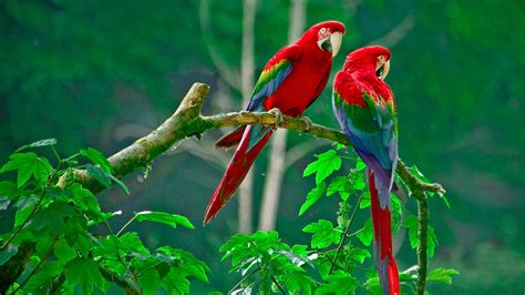 3840x2160 Parrots Paradise 4K ,HD 4k Wallpapers,Images,Backgrounds ...