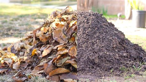 Turn Leaves into FREE Organic Compost - YouTube