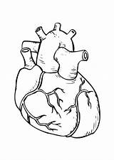Heart And Lungs Drawing At GetDrawings  Free Download sketch template