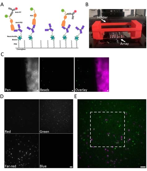 An Optimized Single-Molecule Pull-Down Assay for Quantification of Protein Phosphorylation ...