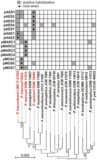 Plasmids of Carotenoid-Producing Paracoccus spp. (Alphaproteobacteria) - Structure, Diversity ...