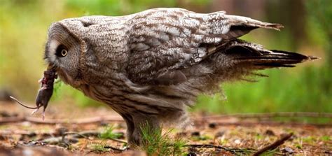 owl eating mouse - Bird Watching HQ