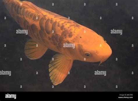 Golden koi hi-res stock photography and images - Alamy