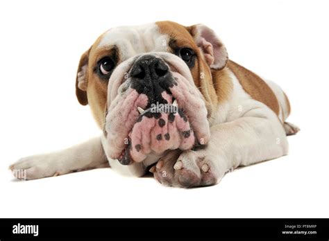 Funny English Bulldog enjoy the photo studio Stock Photo - Alamy