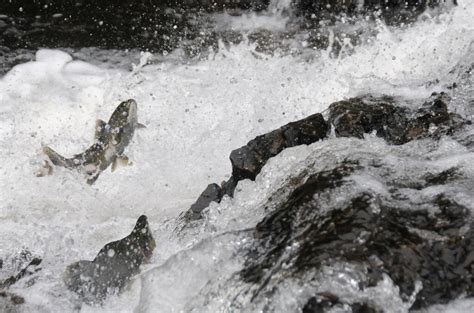 Salmon jumping up the waterfall | Scott Ableman | Flickr