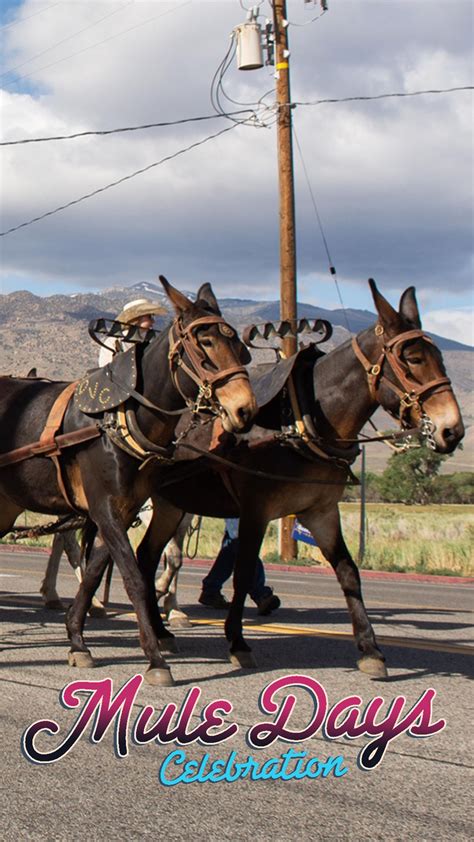 Mule Days Celebration - Tri County Fair - Bishop, CA