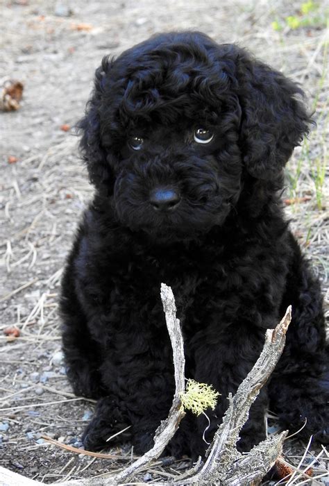 How Much Is A Black Labradoodle