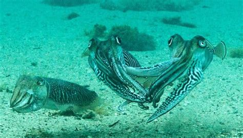 Watch: Cuttlefish use eyes and arms to fight over mate - Futurity