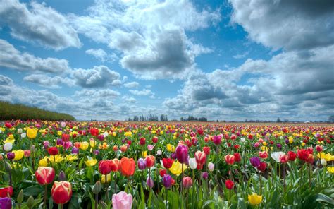 Free download Tulips wallpapers 09 HD Wallpaper Downloads [1920x1200] for your Desktop, Mobile ...