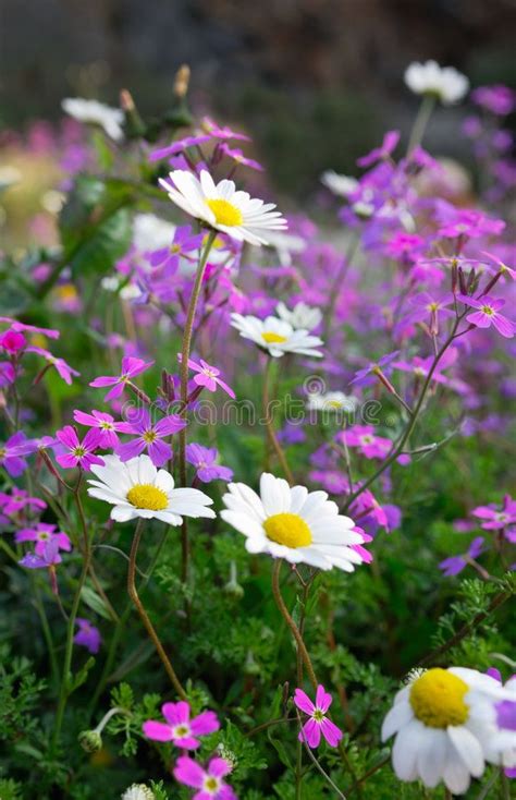 Flowers of spring. Close-up picture of a spring countryside flower ...