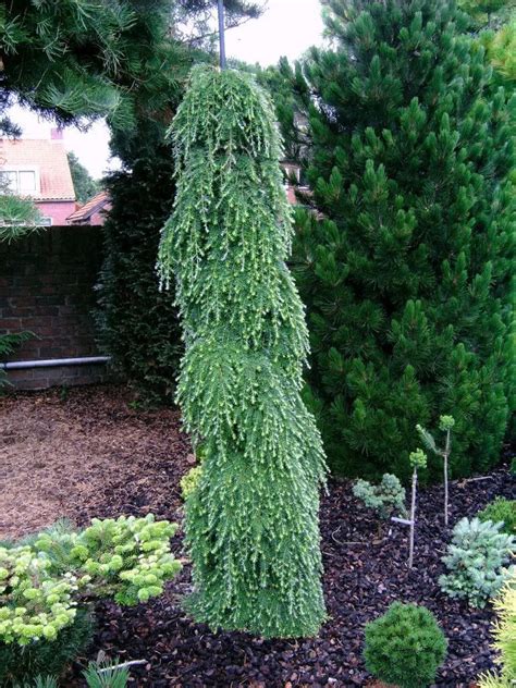 Common Name: Weeping Hemlock Latin Name: Tsuga canadensis Life Cycle: - Gardening Inspire ...