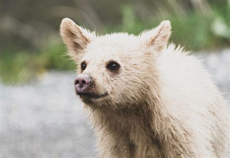 Spirit Bear by Dana Cama | Good Nature Travel Blog