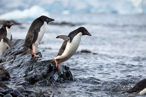 Disneynature Penguins Educator's Guide and Activity Sheets Rural Mom