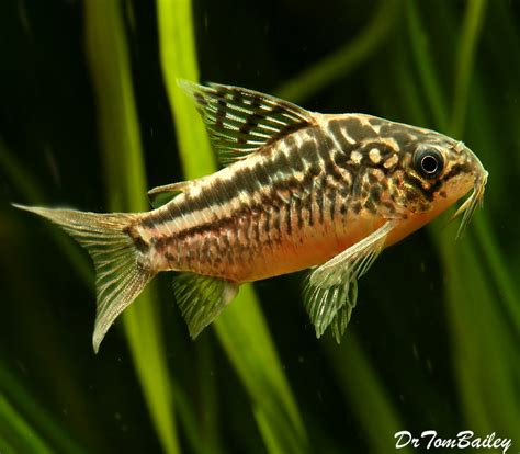 Premium WILD, Elegans Corydoras Catfish