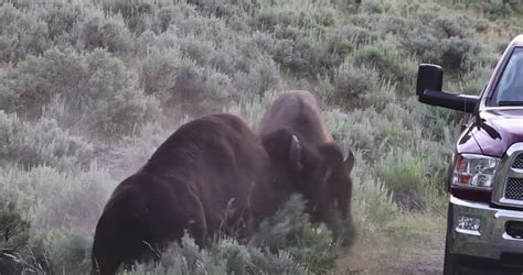 Herd Of Bison Bulls Fight Near Tourists’ Cars During The Rut In Yellowstone National Park ...