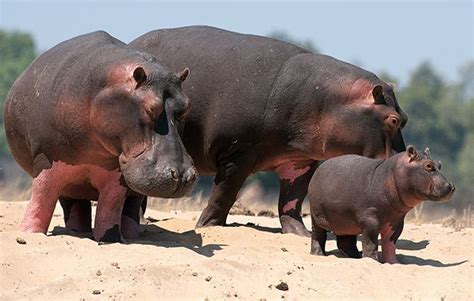 10 Hippo Facts! - National Geographic Kids