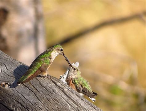 mama hummingbird feeding baby • Author J.v.L. BellAuthor J.v.L. Bell