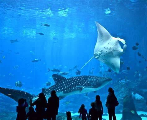 Atlanta Georgia Aquarium: Facts and Info