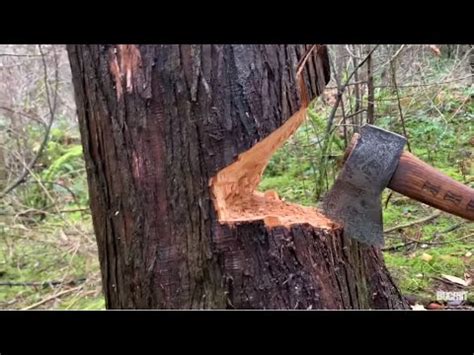 CUTTING DOWN DEAD TREE WITH AXE - YouTube