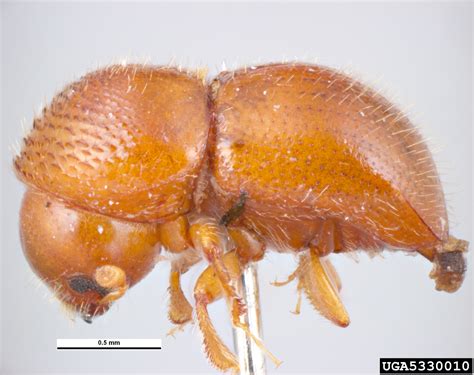 Brown coffee twig beetle (Xylosandrus morigerus)