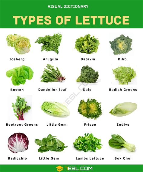 Types of Lettuce in English • 7ESL