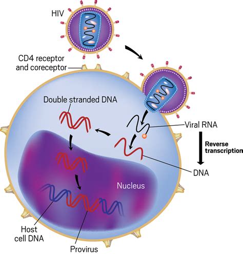 What Is A Provirus - cloudshareinfo