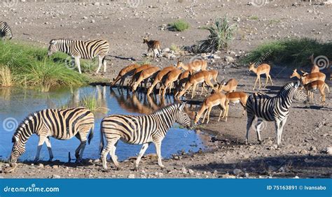 Sharing a Watering Hole in Namibia Africa Stock Image - Image of white, nature: 75163891