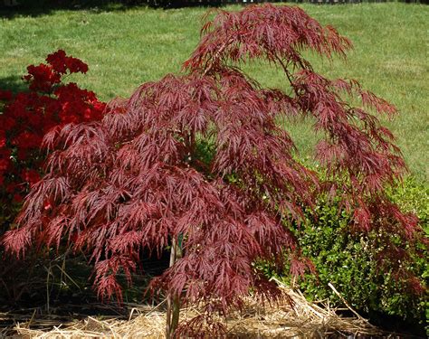 Types Of Japanese Maple Trees - www.inf-inet.com