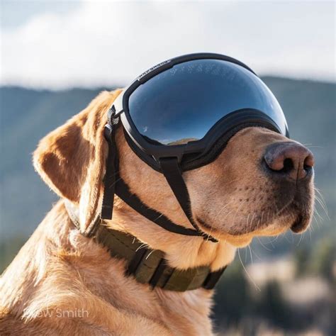 Rex Specs Dog Goggles | Fitting Guide | PodgyPaws.co.uk