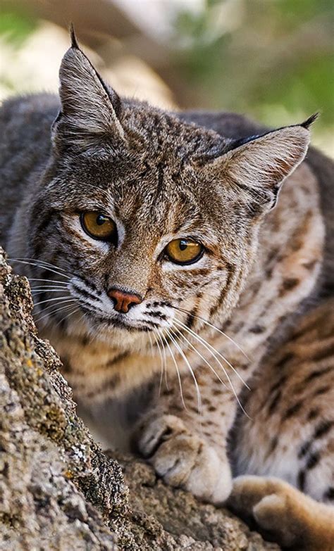 81 best Lynx - Bobcat images on Pinterest | Lynx, Wild animals and Big cats