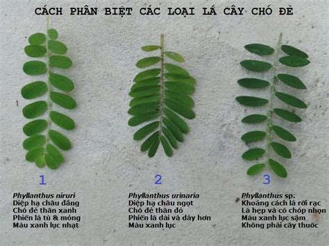 Cách phân biệt các loài cây chó đẻ | Diễn Đàn Cá Cảnh