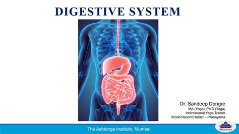 Digestive system & Yoga | PPT