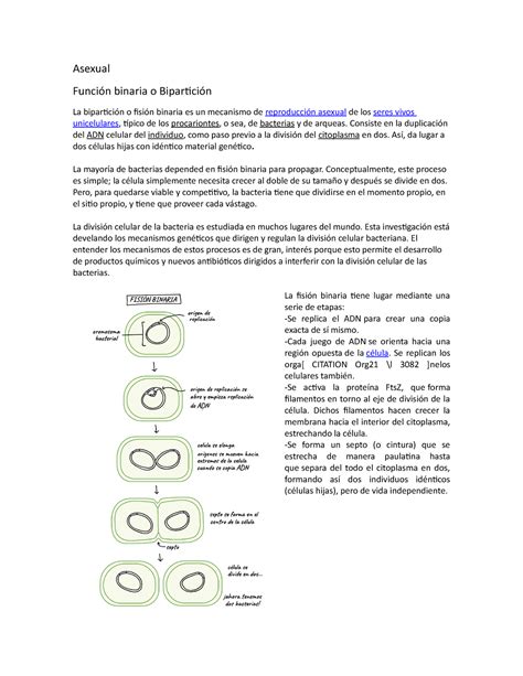 B - La bipartición o fisión binaria es un mecanismo de reproducción ...