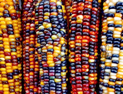 173 best images about INDIAN CORN: Fall's Harvest Blessing on Pinterest