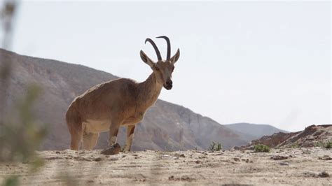 Shot of Wild animals in the desert in Israel Stock Video Footage ...