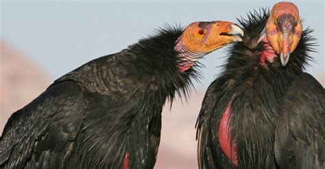 Condor Wingspan and Size: How Big Are They?